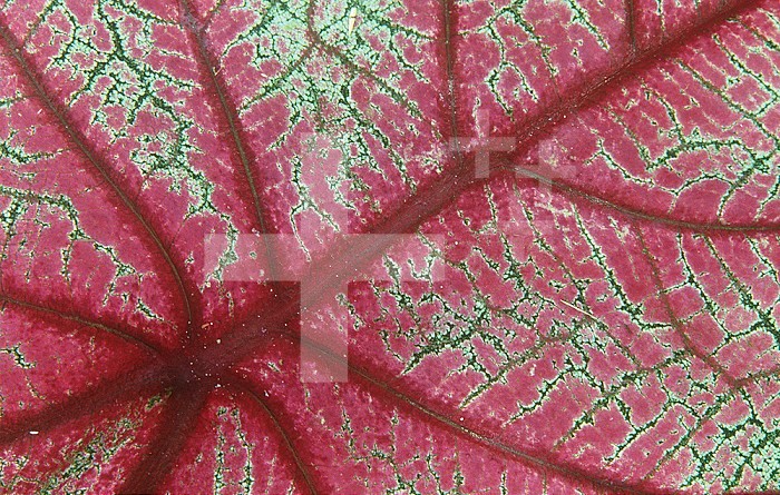 Close-up of the vein pattern in a hybrid Caladium leaf.