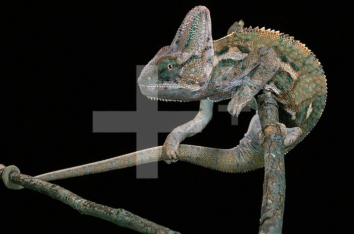 Male Veiled Chameleon ,Chamaeleo calyptratus,, Yemen & Saudi Arabia