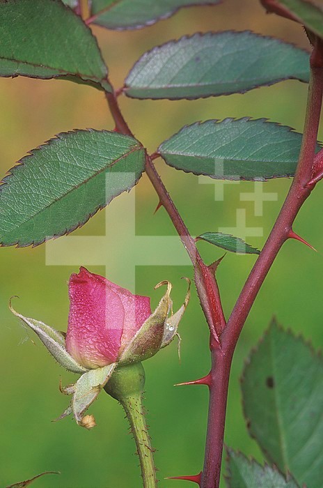 Thorn, flower bud, and leaf of a Rose (Rosa).