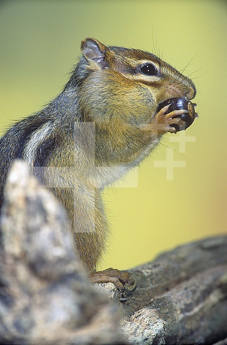 Eastern Chipmunk (Tamias striatus) eating an Oak acorn (Quercus), Eastern North America.
