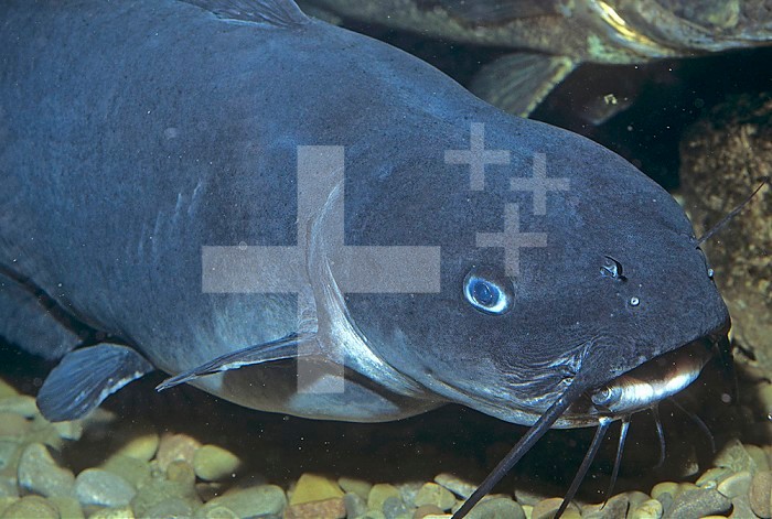 Channel Catfish head (Ictalurus punctatus) showing its sensory barbels, Mississippi River Basin, USA.