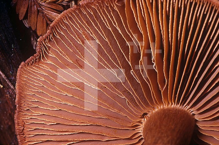 Close-up of Mushroom gills ,Phaeocollybia californica,, California, USA.