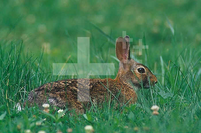 Eastern Cottontail Rabbit in grass (Sylvilagus floridanus), Ohio, USA.
