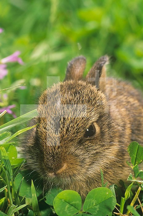 Young Eastern Cottontail Rabbit (Silvilagus floridanus), Ohio, USA.