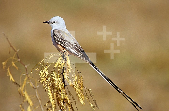 Scissor-tailed Flycatcher ,Tyrannus forticatus, South-central USA.