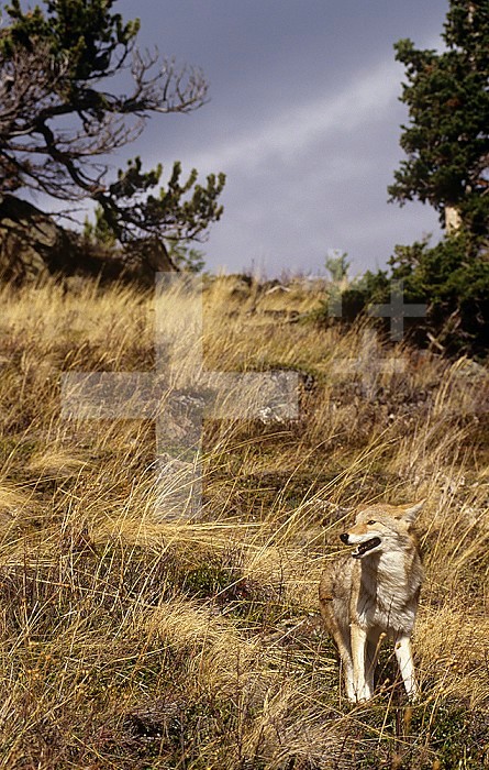 Coyote hunting ,Canis latrans,, Montana, USA.