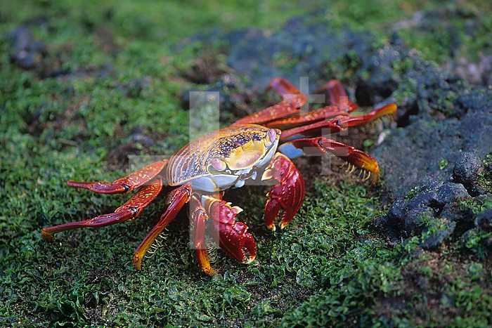 Sally Lightfoot Crab ,Grapsus grapsus,, Galapagos Islands, Ecuador.