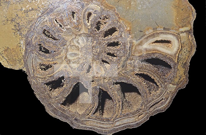 Ammonite fossil (Acanthoceras wintoni). Cretaceous period, 135-180 m.y.a. Tarrant, Texas
