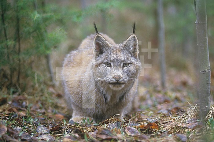 Canada Lynx (Lynx canadensis), North America.
