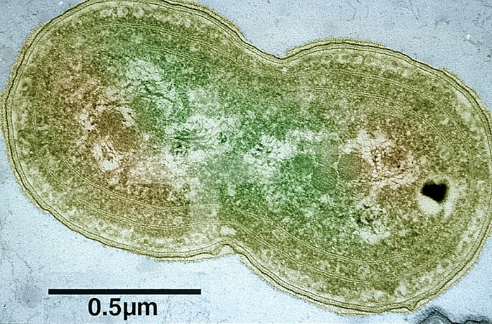 Synechococcus is a photosynthetic marine Cyanobacteria that contributes in a major way to primary production in oceanic waters. Note the thylakoid system of photosynthetic membranes. TEM.