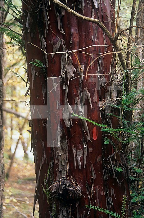 Pacific Yew (Taxus brevifolia) bark that is the source of Taxol used to treat some forms of cancer, Pacific Northwest, North America.