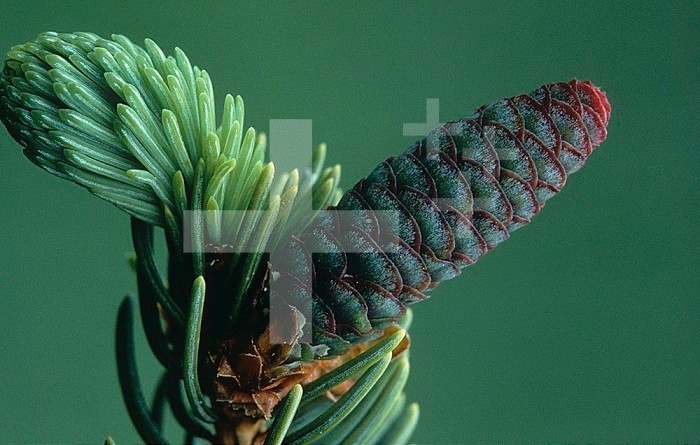 Balsam Fir cone and needles ,Abies balsamea,, North America.
