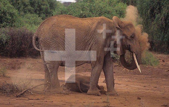 An African Elephant taking a dust bath ,Loxodonta africana,, Samburu Game Reserve, Kenya, Africa.