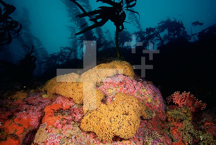 A large bryozoan colony and other invertebrates on a rocky reef. Carmel Bay, California