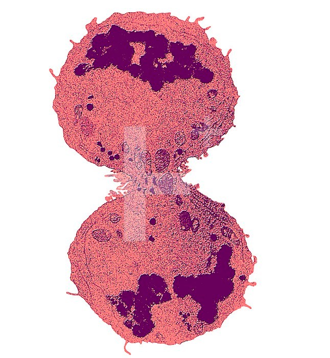Mitosis Series: Late Telophase Stage.  TEM X8840