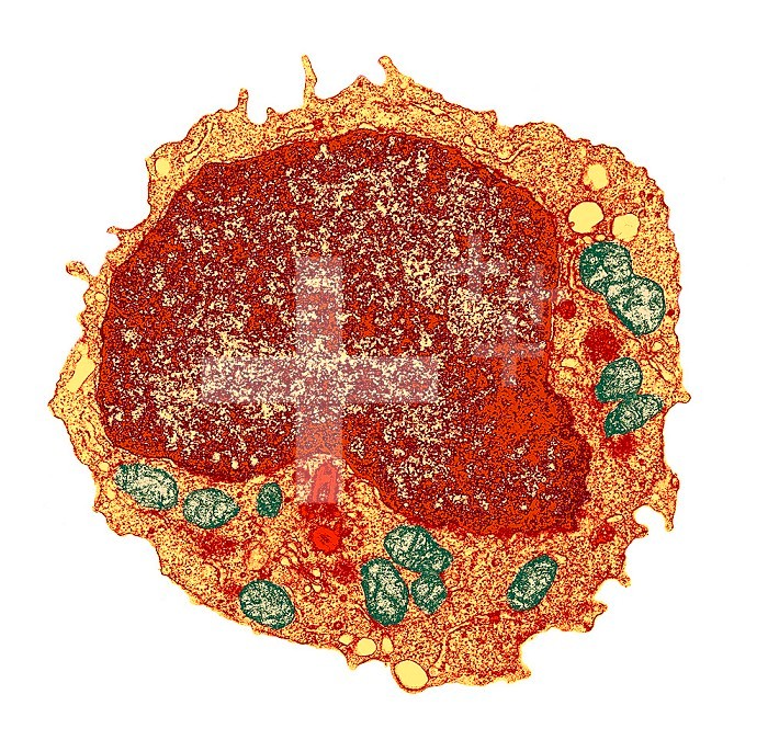 A eukaryotic cell showing numerous organelles. TEM X24,570