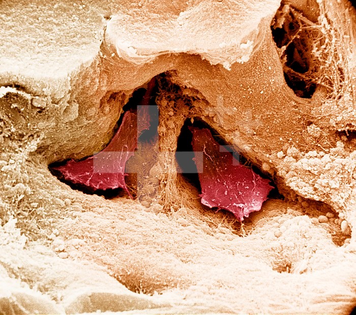 Two osteoclasts within the Howship's lacuna of cancellous or spongy bone.  SEM X5625  **On Page Credit Required**