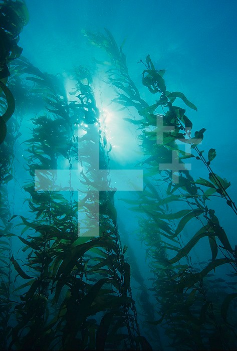 Giant Kelp Forest ,Macrocystis pyrifera, Central California, USA.