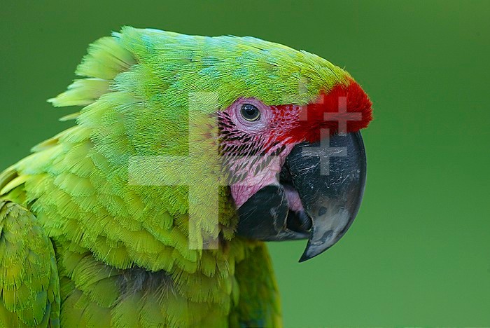 Military Macaw head.