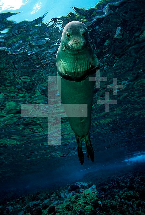 Hawaiian Monk Seal upright underwater ,Monachus schauinslandi, an endemic and highly endangered species, Hawaii, USA.