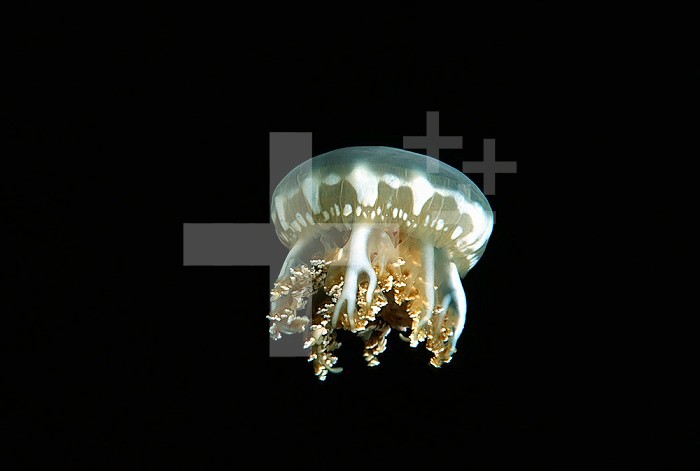 Upside-Down Jellyfish ,Cassiopea xamachana, so-called because of its habit of laying immobile, bell down, and tentacles up on sandy ocean bottoms, Indonesia.