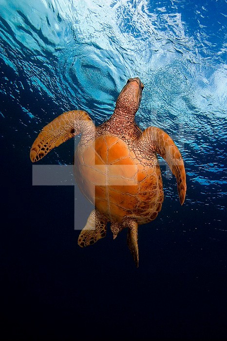 Green Sea Turtle ,Chelonia mydas, swimming, Hawaii, USA.