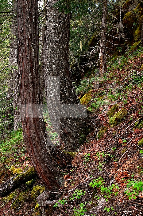 Bent tree trunks from soil creep, an example of geotropism or gravitotropism, Oregon, USA....
