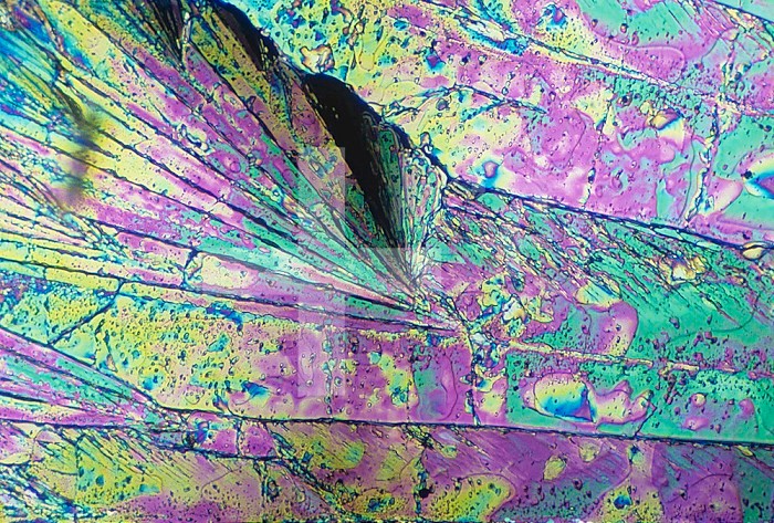 Sugar crystals viewed in polarized light. LM X55.