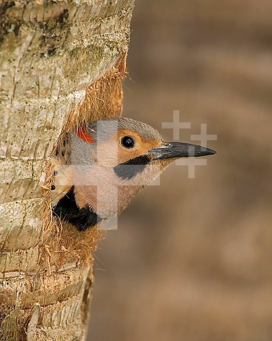 Male Northern Flicker ,Colaptes auratus, in breeding plumage at the nest hole. North America.