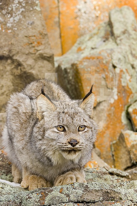 A Canadian Lynx ,Lynx canadensis,, North America.