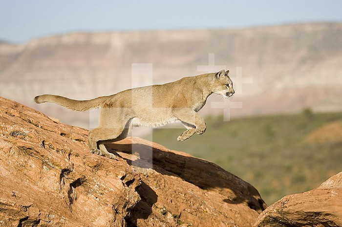 A Puma ,Cougar or Mountain Lion, running and jumping ,Felis concolor,, North America.