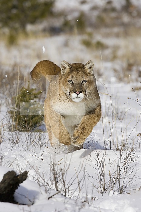 A Puma ,Cougar or Mountain Lion, running through the snow ,Felis concolor,, North America.