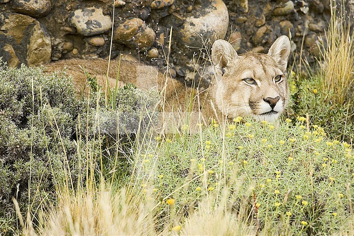 A Puma ,Cougar or Mountain Lion,,Felis concolor,, Torres del Paine, Chile, South America.