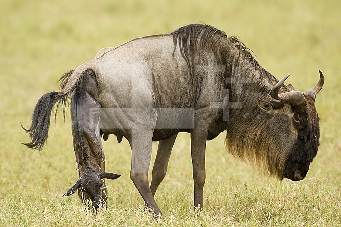 A Wildebeest or Gnu giving birth on the savanna ,Connochaetes taurinus,, East Africa.