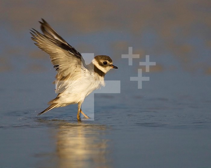 Semipalmated Plover with outstretched wings ,Charadrius semipalmatus,, North America.