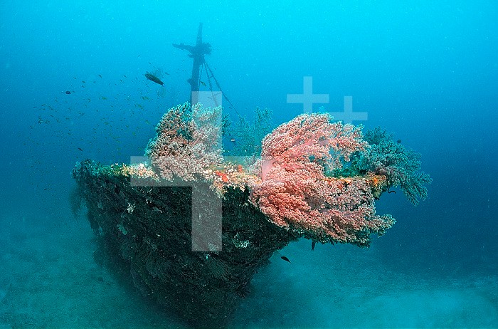 Halaveli Wreck and a scuba diver, Maldives.