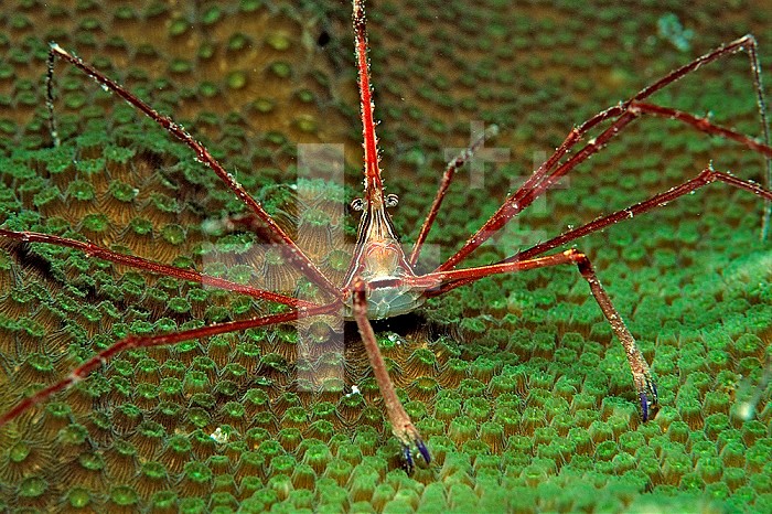 Spider crab, Stenorhynchus seticornus, British Virgin Islands, BVI, Caribbean Sea, Leeward Islands