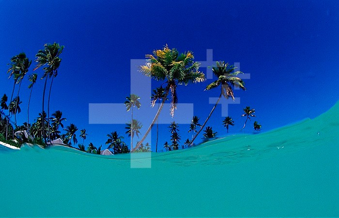 Coconut palms on the sandy beach, Indonesia, Wakatobi Dive Resort, Sulawesi, Indian Ocean, Bandasea
