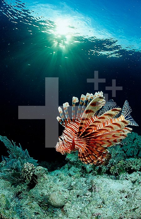 Lionfish or Turkeyfish (Pterois volitans), Indonesia.