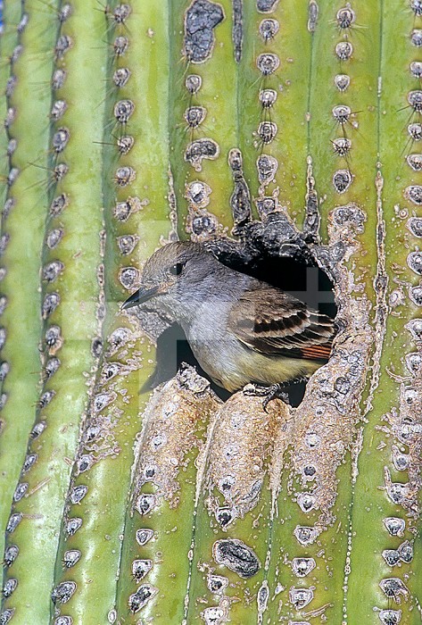 An Ash-Throated Flycatcher in a Saguaro cactus hole. Arizona, USA.