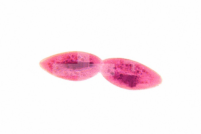 Paramecium caudatum Ciliate Protozoa fission. LM X80