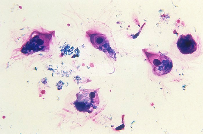 Trichonympha flagellate Protozoans from a Termite gut. LM X65