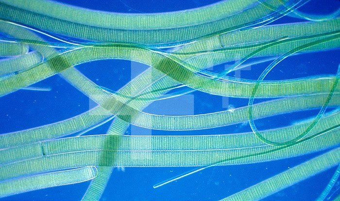 Oscillatoria Cyanobacteria, showing two species with large and small filaments. LM X100.