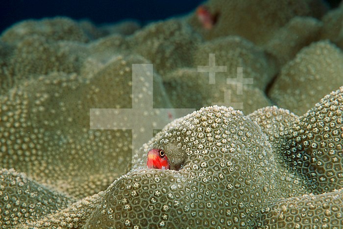 Tube Blenny in a Porites Coral, Isla Socorro, Mexico, Pacific Ocean.
