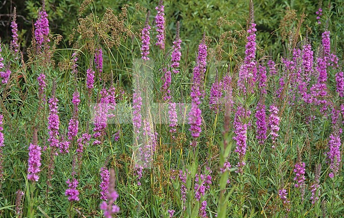 Purple Loosestrife ,Lythrum salicaria, an introduced and invasive species that outcompetes with native plants in wetland environments, North America.
