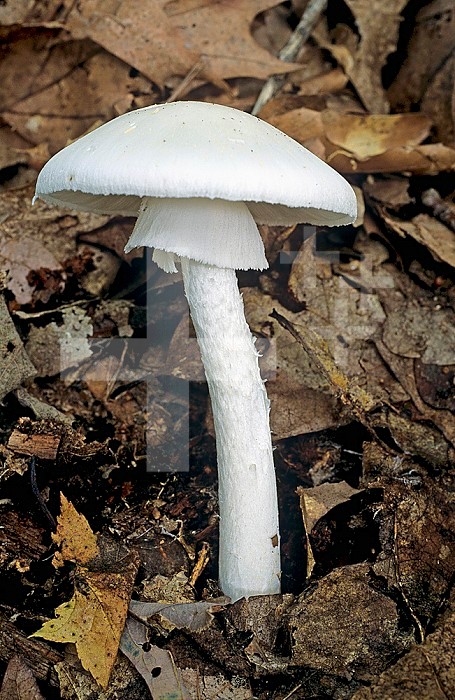 Destroying Angel Mushroom ,Amanita virosa,, Ohio.