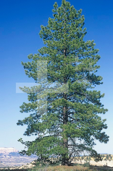 Ponderosa Pine ,Pinus ponderosa, Western USA.