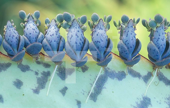 Plantlets of Kalanchoe along a leaf showing vegetative or asexual reproduction.