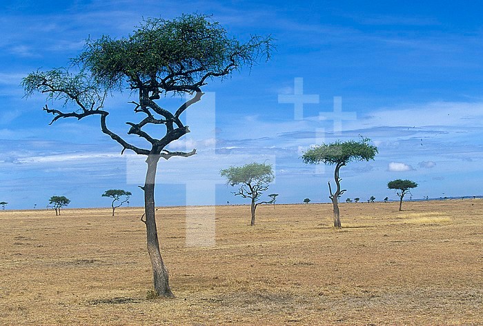 African savanna biome with scattered Acacia trees, Masai Mara Game Reserve, Kenya, Africa.
