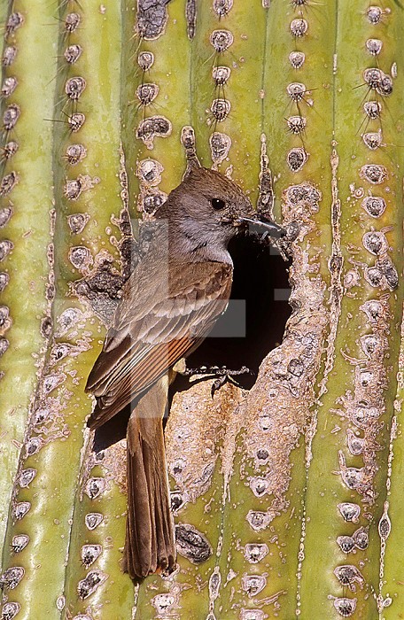 Ash-throated Flycatcher (Myiarchus cinerascens) with an insect in its bill at its nest hole in a Saguaro Cactus (Carnegiea gigantea), Sonoran Desert, Arizona, USA.